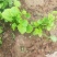 二月兰（质优价廉，自家有专业的种植基，）