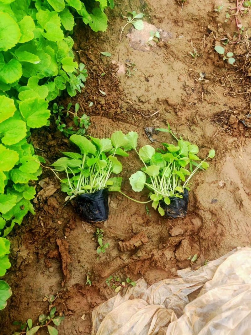 二月兰（质优价廉，自家有专业的种植基，）
