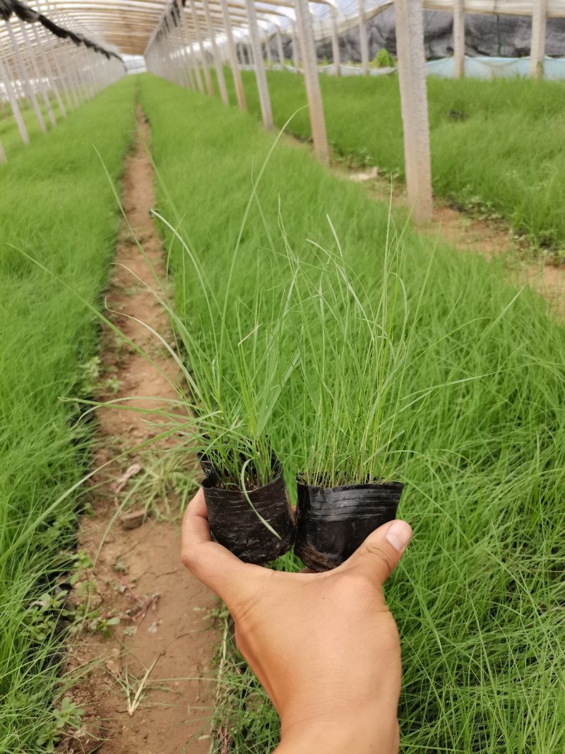 二月兰（质优价廉，自家有专业的种植基，）