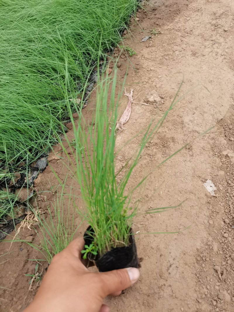 二月兰（质优价廉，自家有专业的种植基，）
