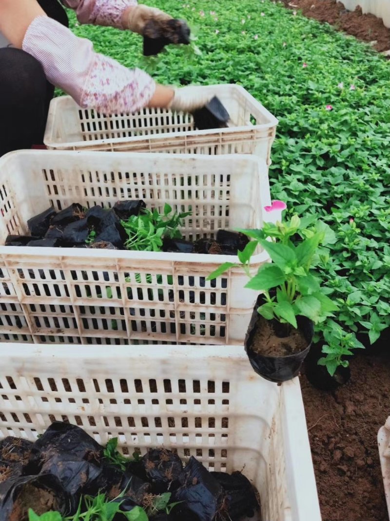 二月兰（质优价廉，自家有专业的种植基，）