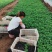 二月兰（质优价廉，自家有专业的种植基，）