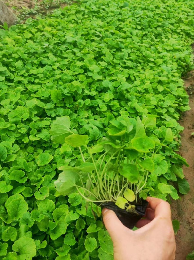 二月兰（质优价廉，自家有专业的种植基，）