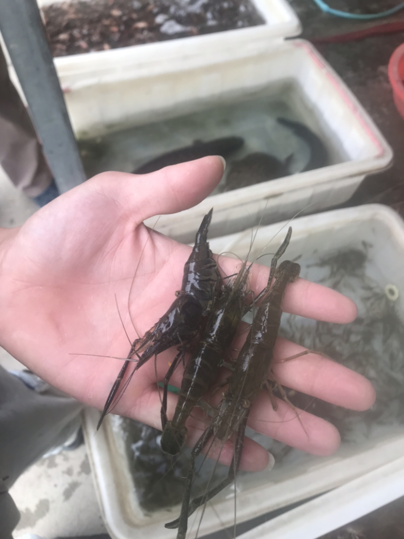 河虾，活体冻板冰鲜2-4规格，3-5规格请提前预定