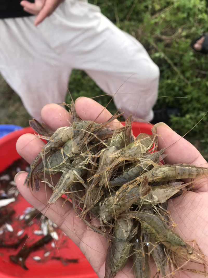 河虾，活体冻板冰鲜2-4规格，3-5规格请提前预定