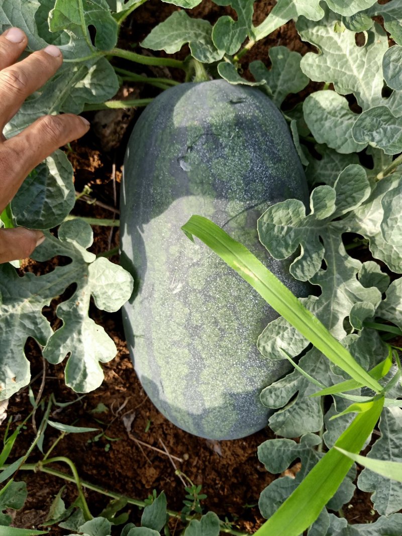 追求完美