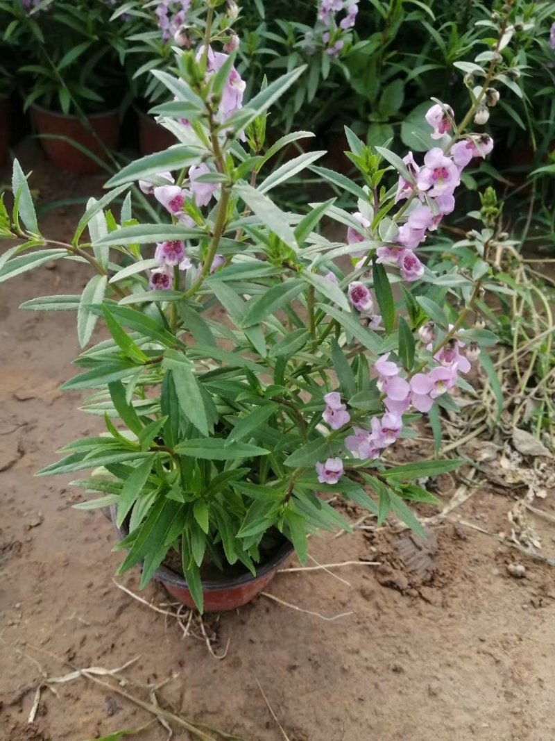 香彩雀（质优价廉，有专业的种植基地。欢迎咨询）