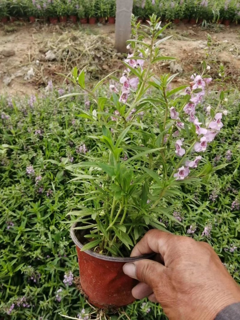 香彩雀（质优价廉，有专业的种植基地。欢迎咨询）