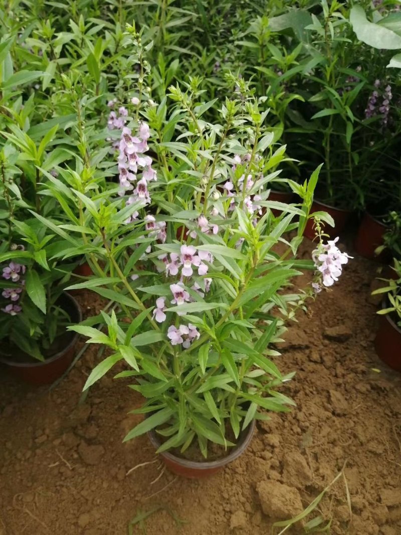 香彩雀（质优价廉，有专业的种植基地。欢迎咨询）