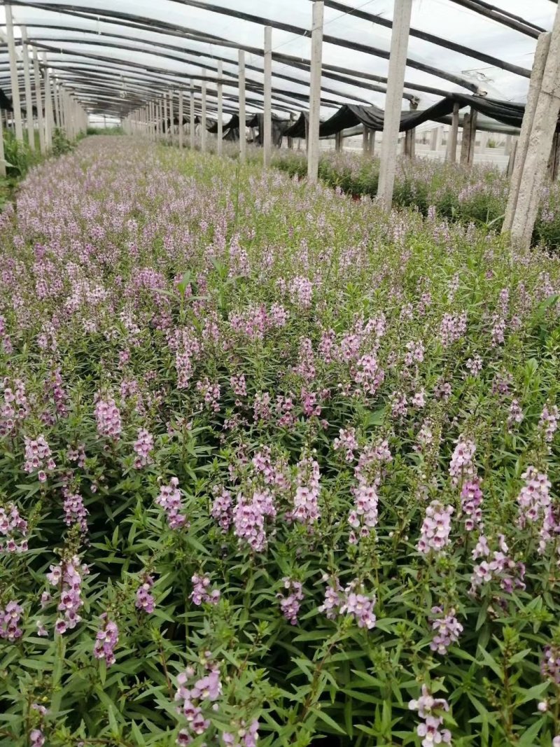 香彩雀（质优价廉，有专业的种植基地。欢迎咨询）