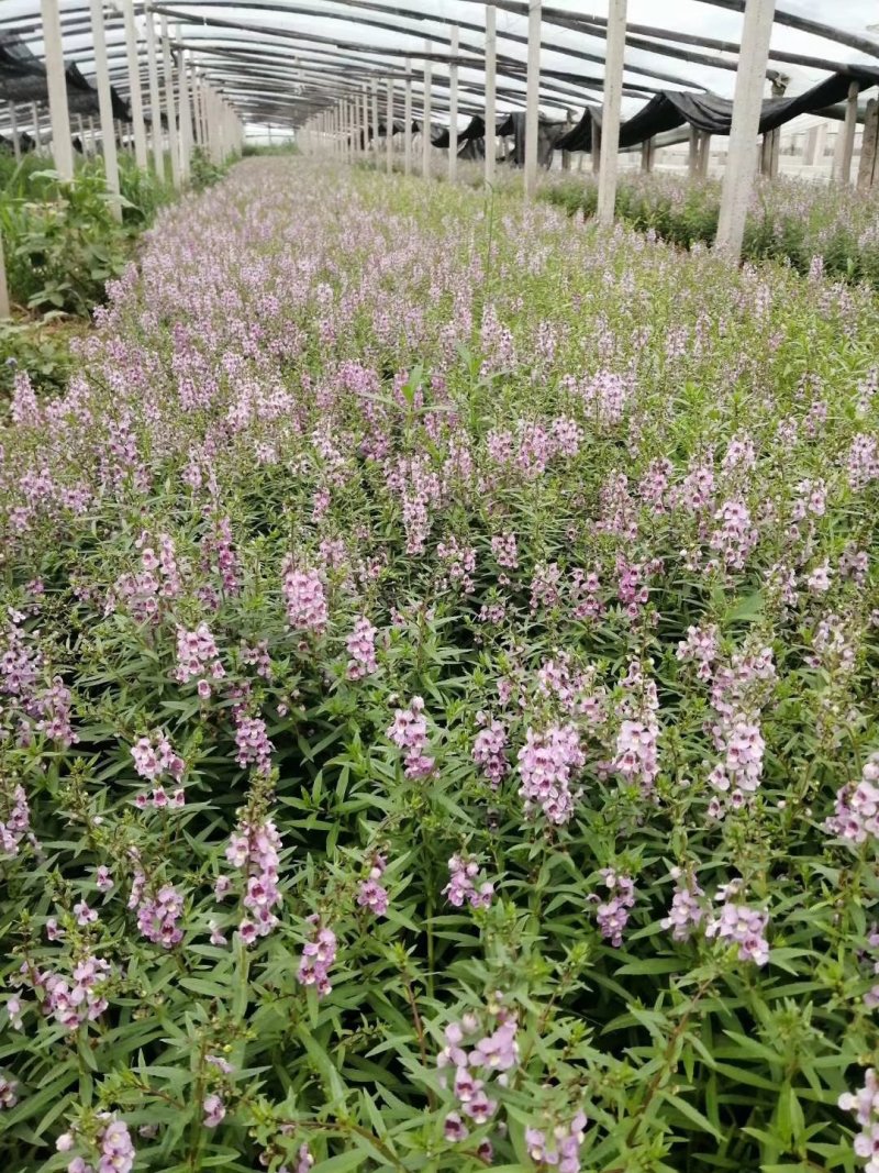 香彩雀（质优价廉，有专业的种植基地。欢迎咨询）