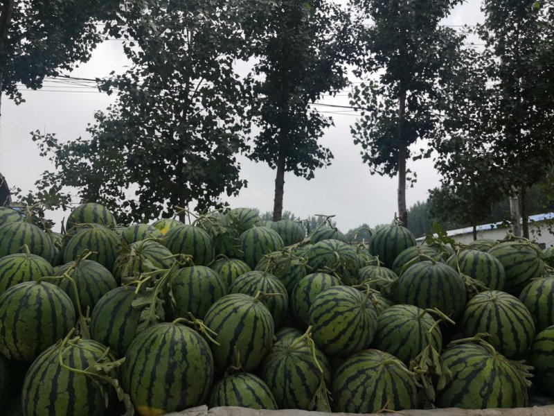 美都，金花，麒麟，京欣，龙卷风等品种齐全视频看货发往全国