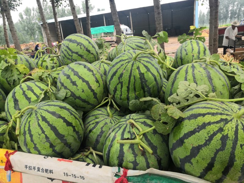 美都，金花，麒麟，京欣，龙卷风等品种齐全视频看货发往全国