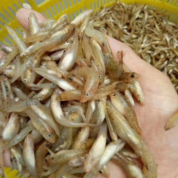 小黄鱼