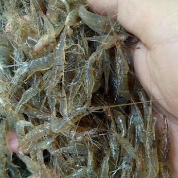 河虾