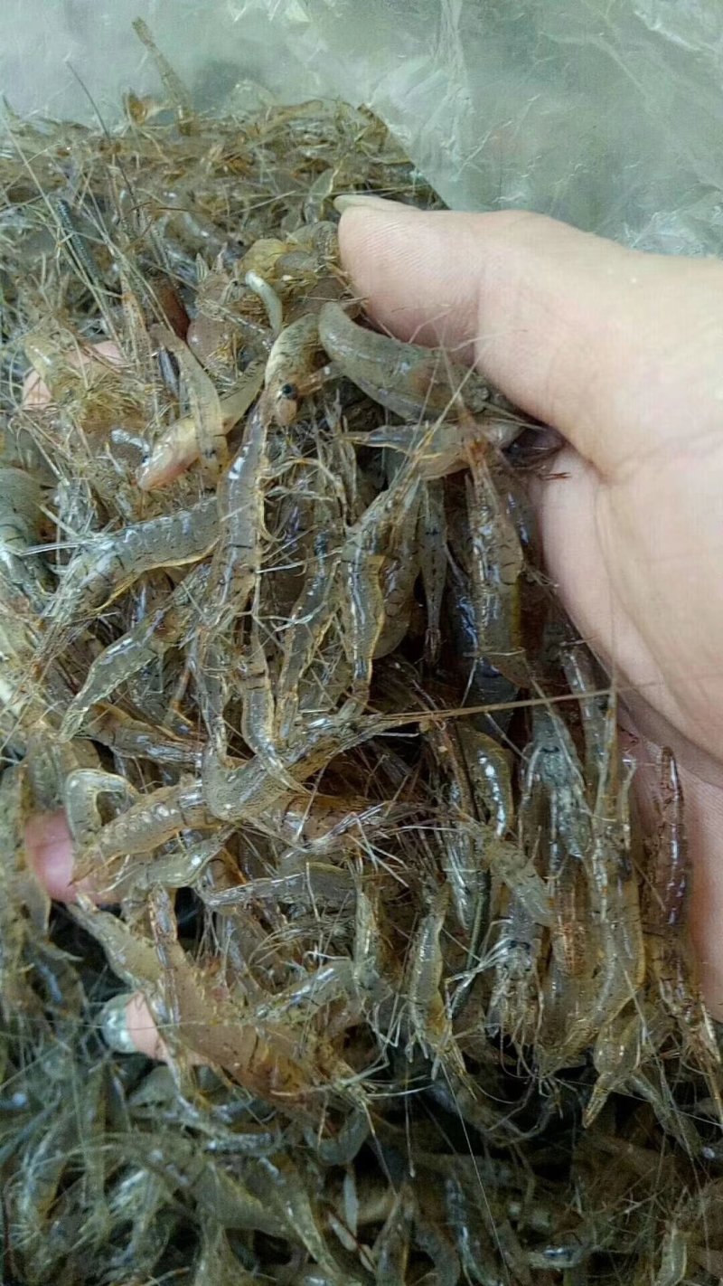 河虾