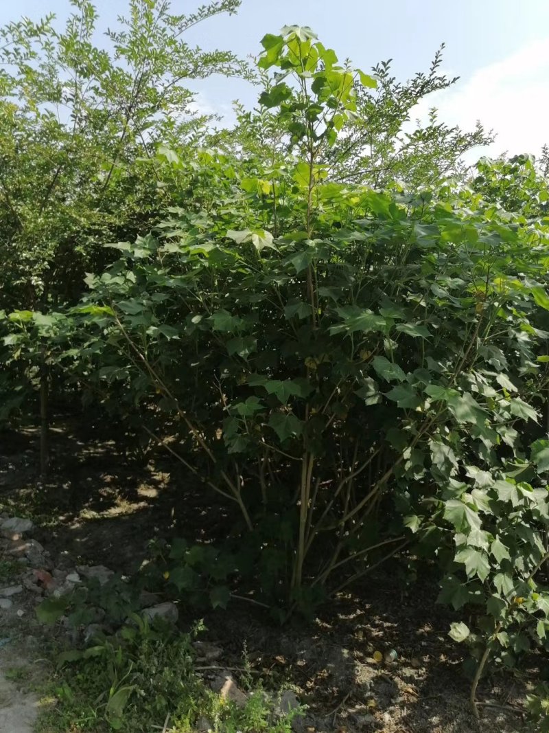 出售木芙蓉，丛生木芙蓉，成都市花木芙蓉，木芙蓉最新价格