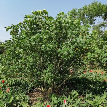 出售木芙蓉，丛生木芙蓉，成都市花木芙蓉，木芙蓉最新价格