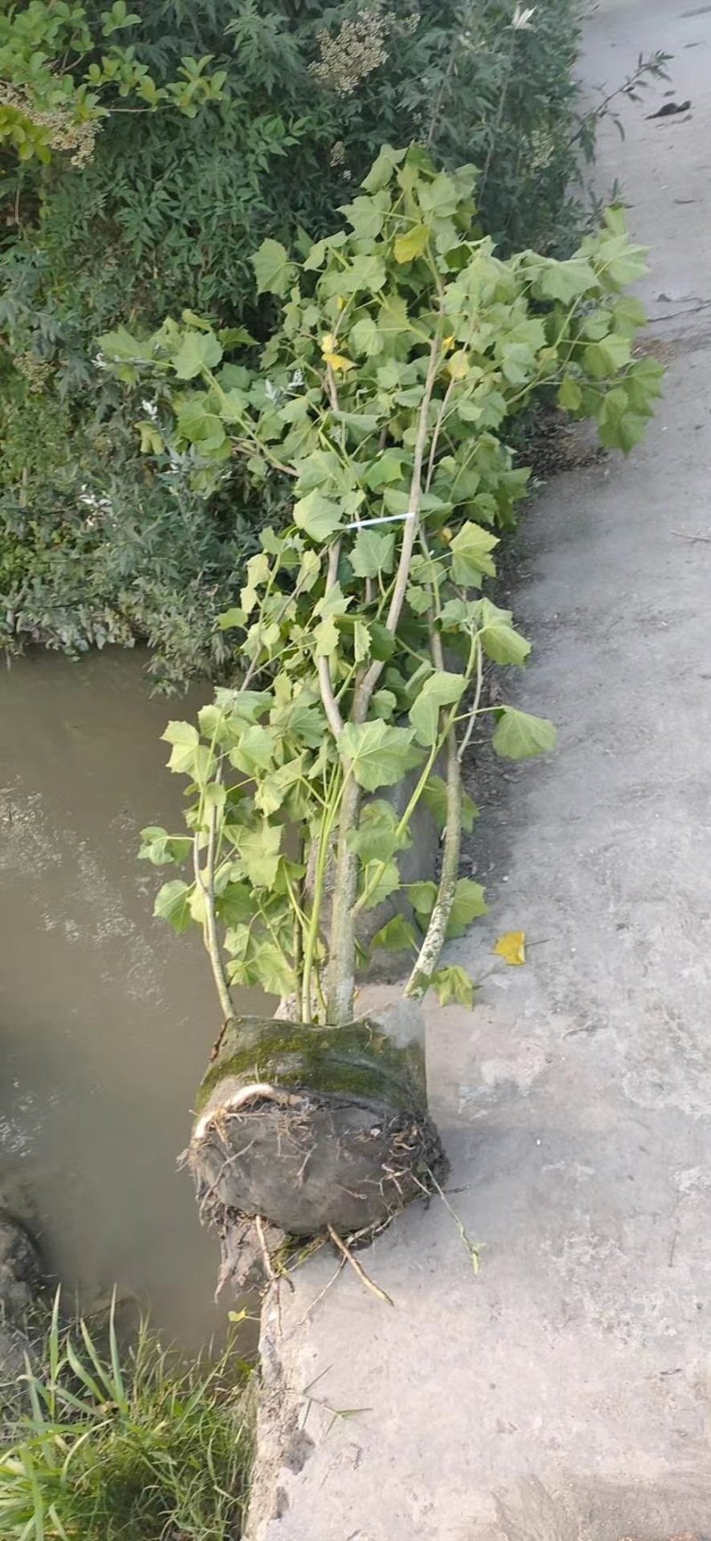 出售木芙蓉，丛生木芙蓉，成都市花木芙蓉，木芙蓉最新价格