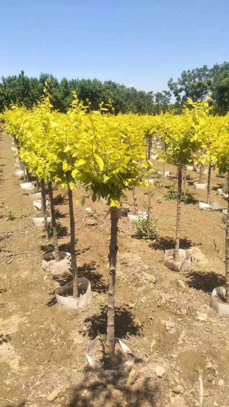 美植袋金叶榆绿曦苗圃大量供应自家苗圃无中介