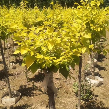 美植袋金叶榆绿曦苗圃大量供应自家苗圃无中介