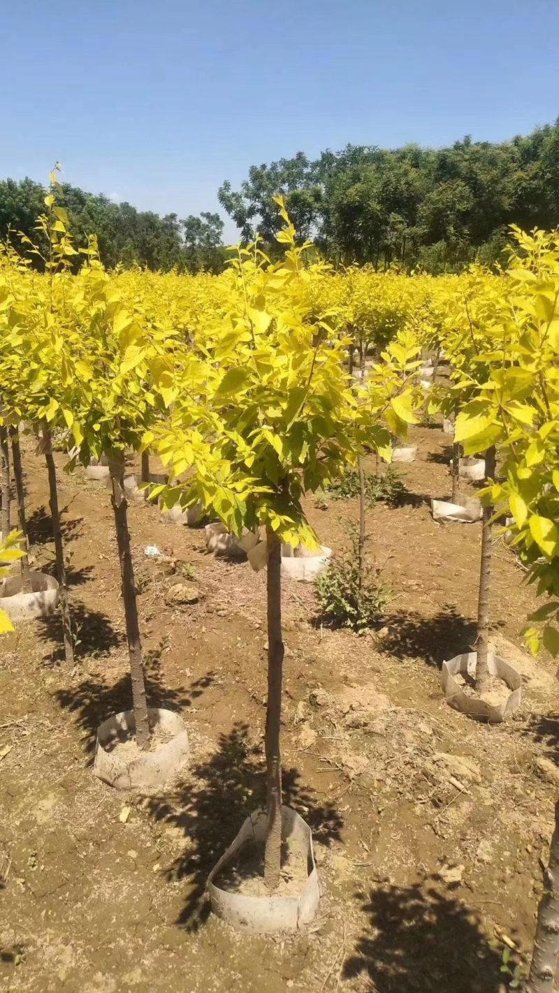 美植袋金叶榆绿曦苗圃大量供应自家苗圃无中介