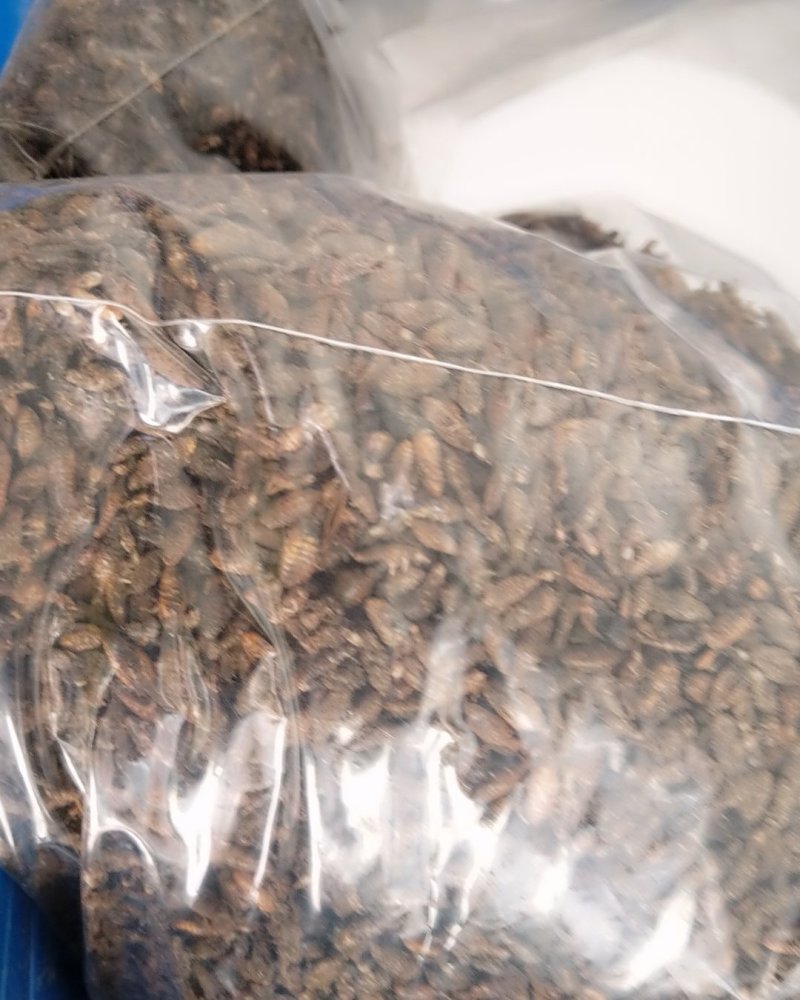 金沙牛，蚁狮，500克包邮。有大货