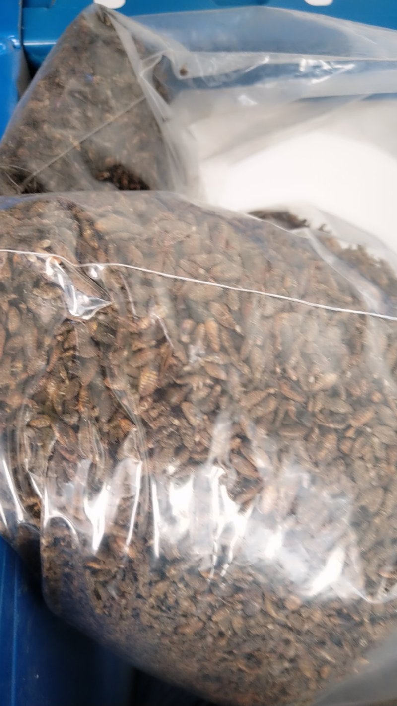 金沙牛，蚁狮，500克包邮。有大货