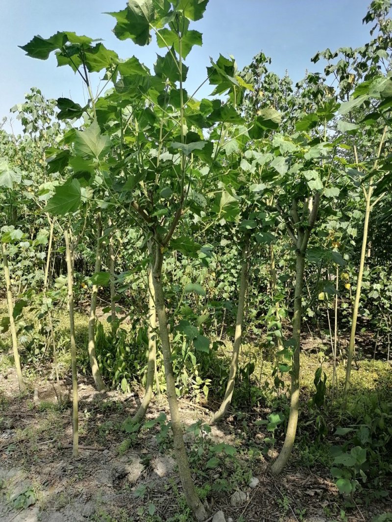 木芙蓉2-5公分木芙蓉价格成都市花芙蓉花产地批发