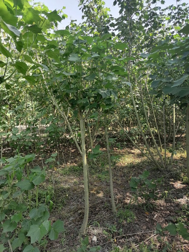 木芙蓉2-5公分木芙蓉价格成都市花芙蓉花产地批发