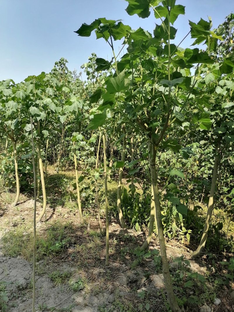 木芙蓉2-5公分木芙蓉价格成都市花芙蓉花产地批发