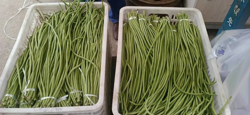 长豆角夏天秋天大量供应