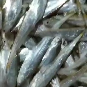 毛刀鱼
