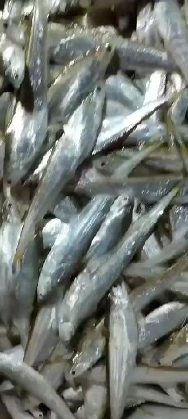 毛刀鱼