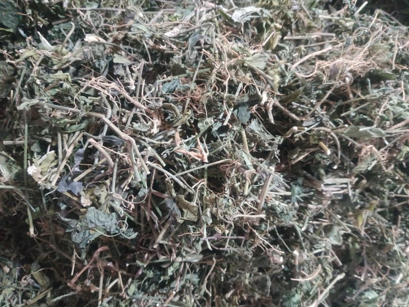 狗肝菜～新货～量大优惠～1公斤起售~差一点的12