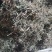 狗肝菜～新货～量大优惠～1公斤起售~差一点的12