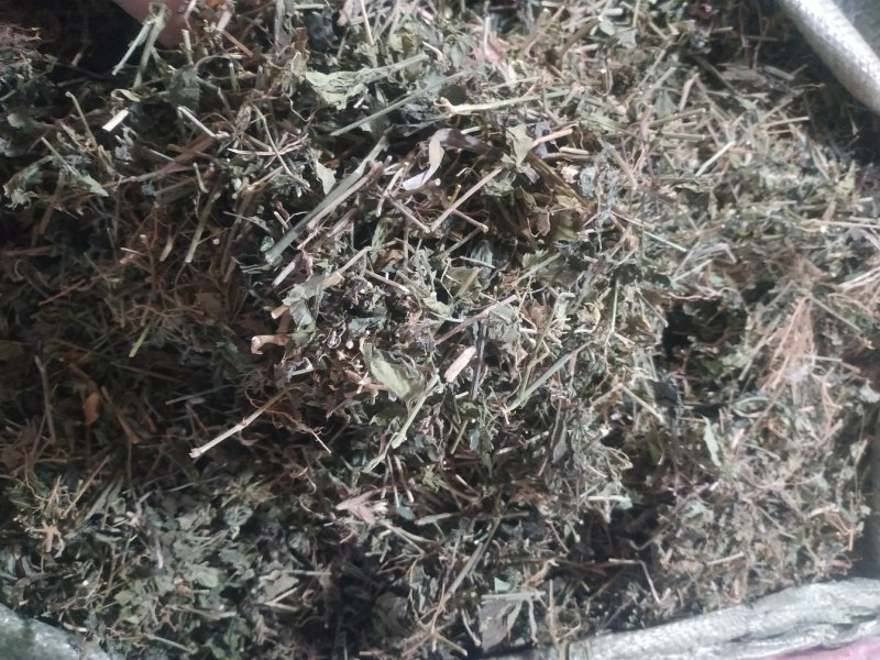 狗肝菜～新货～量大优惠～1公斤起售~差一点的12