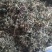 狗肝菜～新货～量大优惠～1公斤起售~差一点的12