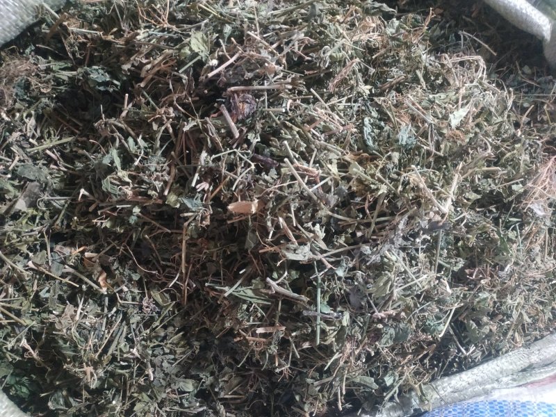 狗肝菜～新货～量大优惠～1公斤起售~差一点的12