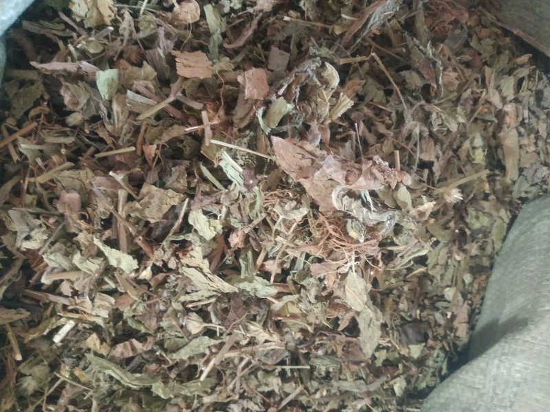 广西中药材地胆头草质量好价格便宜欢迎咨询采购