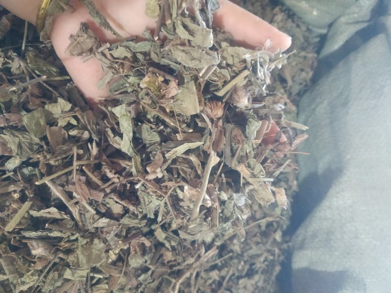 广西中药材地胆头草质量好价格便宜欢迎咨询采购