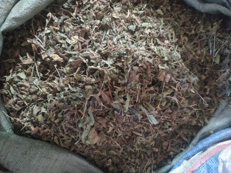 广西中药材地胆头草质量好价格便宜欢迎咨询采购
