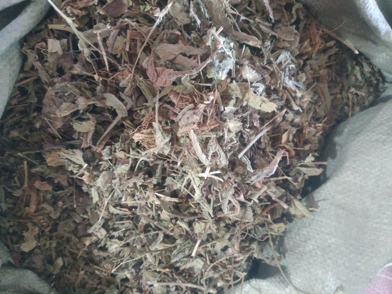 广西中药材地胆头草质量好价格便宜欢迎咨询采购