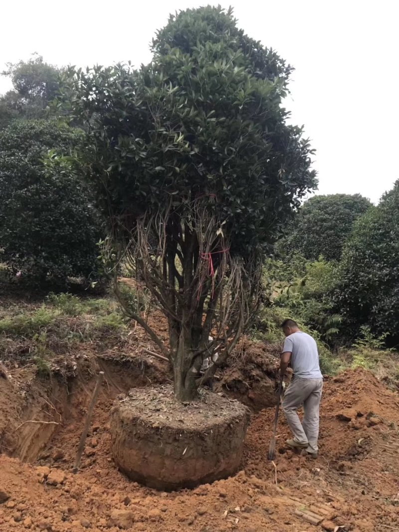 地笼桂花树各种规格都有价格面议精准，具体情况详谈