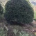地笼桂花树各种规格都有价格面议精准，具体情况详谈