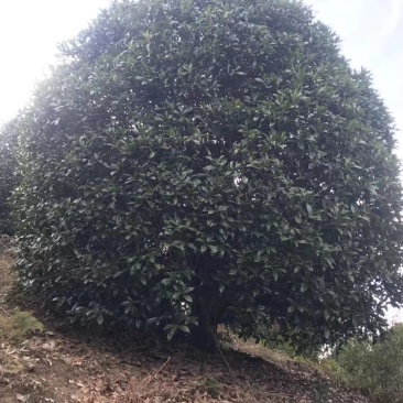 地笼桂花树各种规格都有价格面议精准，具体情况详谈