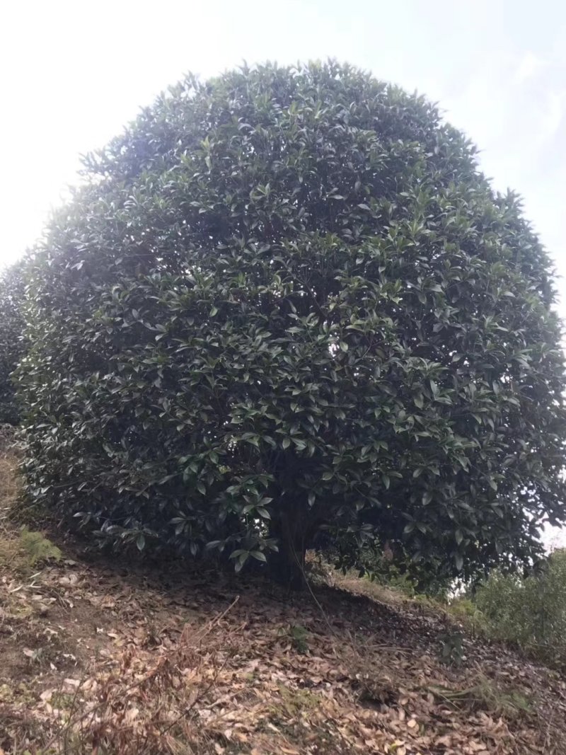 地笼桂花树各种规格都有价格面议精准，具体情况详谈