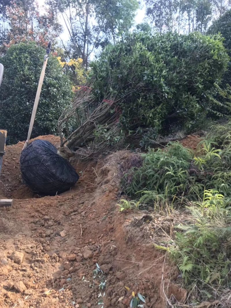 地笼桂花树各种规格都有价格面议精准，具体情况详谈