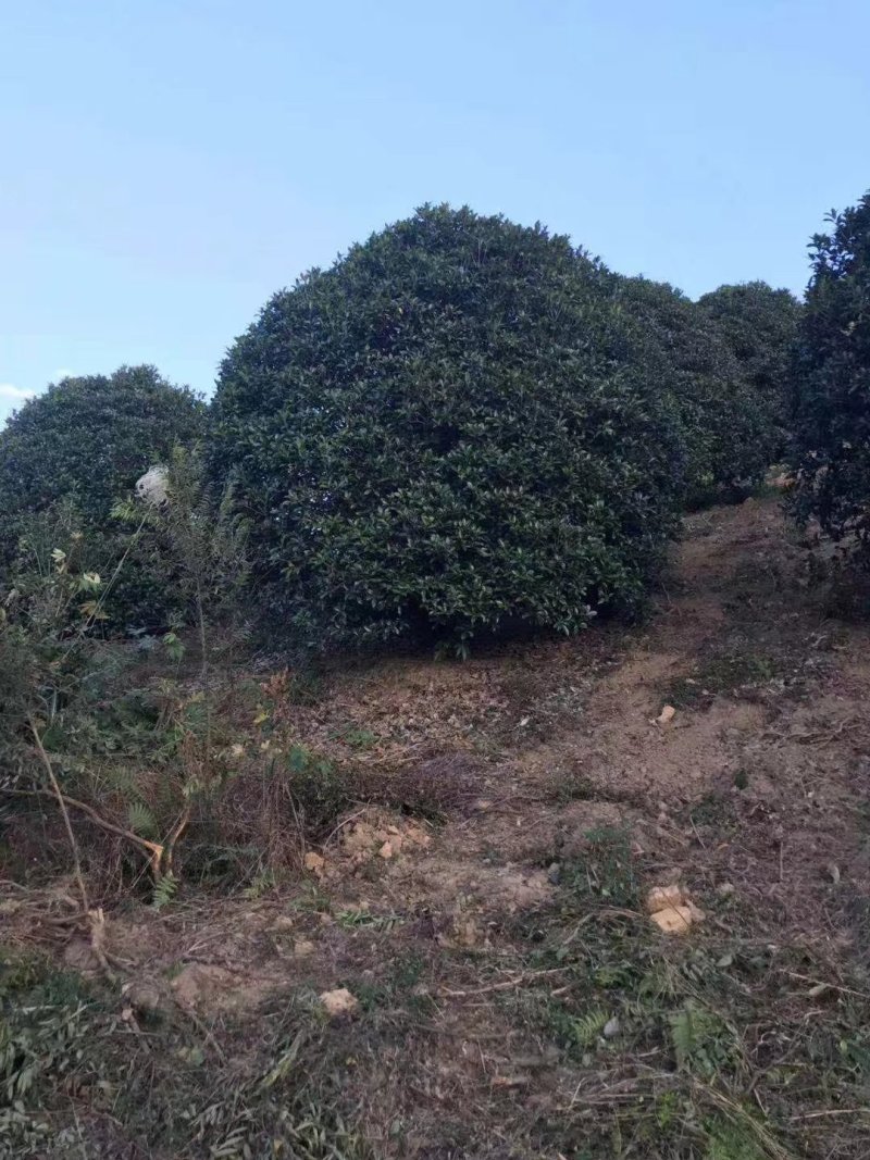 地笼桂花树各种规格都有价格面议精准，具体情况详谈
