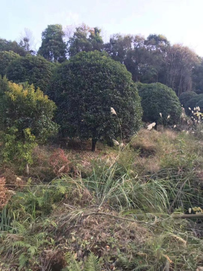 地笼桂花树各种规格都有价格面议精准，具体情况详谈